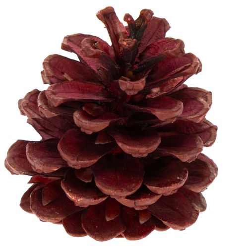 Konglemiks av naturlige materialer, 2–10 cm, 400 g | Floristik24.no