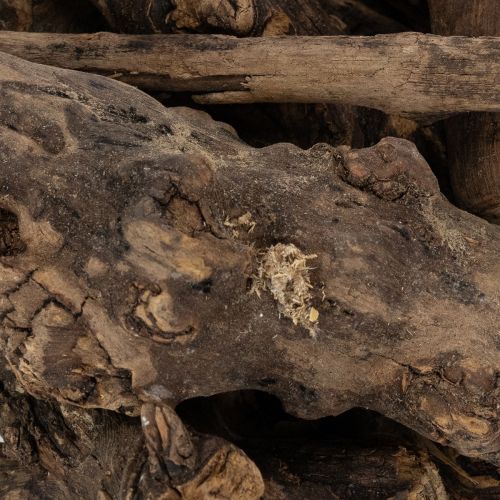 gjenstander Fortryllende dekorative trerøtter til hjemmet ditt