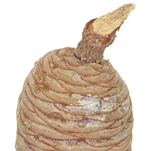 gjenstander Sederkjegler, dekorativ sedertre, naturlig, 9-10,5 cm, 3 stk.