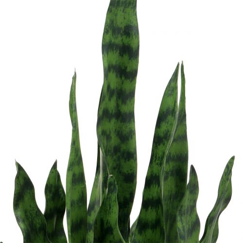 Floristik24 Sansevieria kunstig i potte H62cm