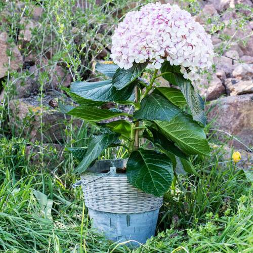 Floristik24 Sinkbøtte med flettverk Ø32cm H27,5cm