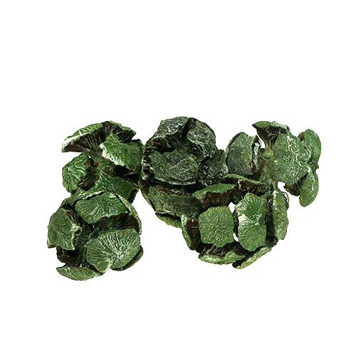 Floristik24 Sypresskjegler 3cm grønn 500g
