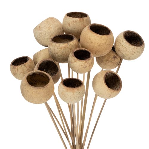 Floristik24 Bell Cup Mix på stilk, naturlige eksotiske varianter, 15 stk.