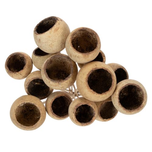 gjenstander Bell Cup Mix på stilk, naturlige eksotiske varianter, 15 stk.