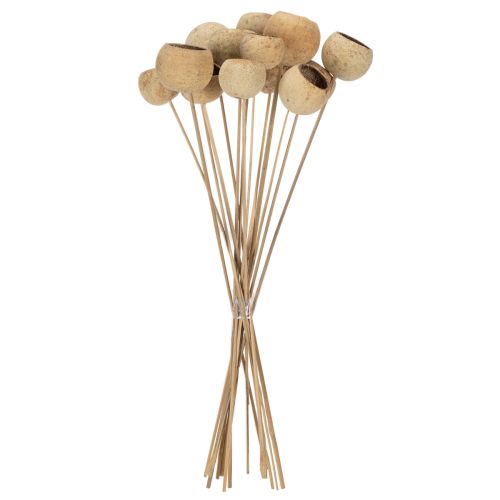 gjenstander Bell Cup Mix på stilk, naturlige eksotiske varianter, 15 stk.