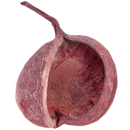 Floristik24 Buddha Nøtt Rød Hvit Tørket Naturlig Dekor Ø5,5–9,5cm 5 stk