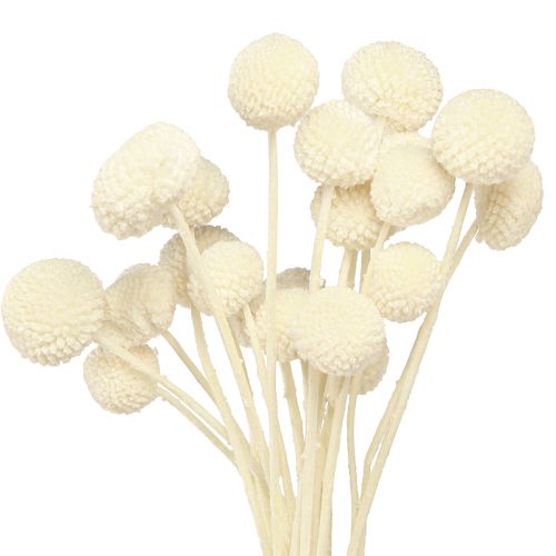 Floristik24 Craspedia tørkede trommestikker krem 45-55cm 20 stk