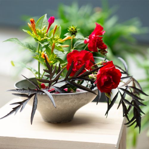 Floristik24 Dekorativ skål med base, rund planteskål, grå, Ø19 cm, H8 cm