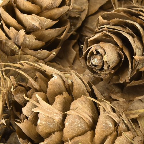 gjenstander Douglas-kjegler 1,3 kg