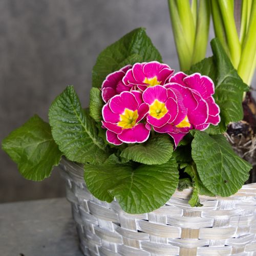 gjenstander Vevd kurv som en stilig blomsterdekorasjon til stuen. Påskekurv, 23 cm, 6 deler.