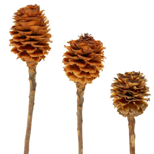 Floristik24 Glabrum Leucospermum tørkede blomster 25-40 cm 25 stk