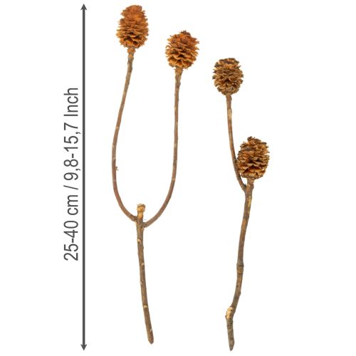 gjenstander Glabrum Leucospermum tørkede blomster 25-40 cm 25 stk