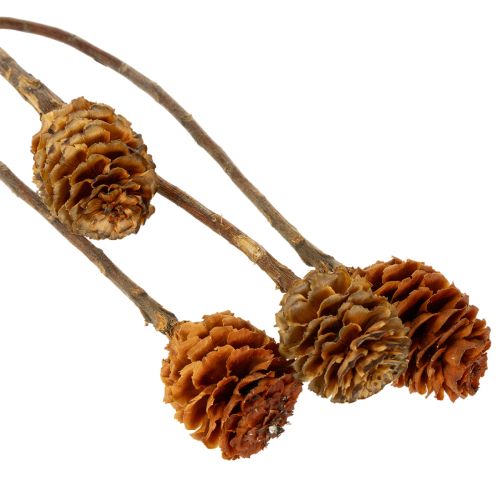 gjenstander Glabrum Leucospermum tørkede blomster 25-40 cm 25 stk