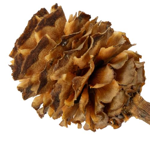 gjenstander Glabrum Leucospermum tørkede blomster 25-40 cm 25 stk