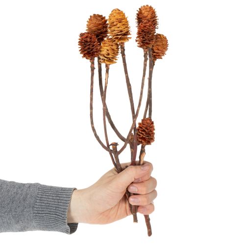 gjenstander Glabrum Leucospermum tørkede blomster 25-40 cm 25 stk