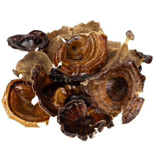 gjenstander Kalix Sopp Naturlakkert 100 stk