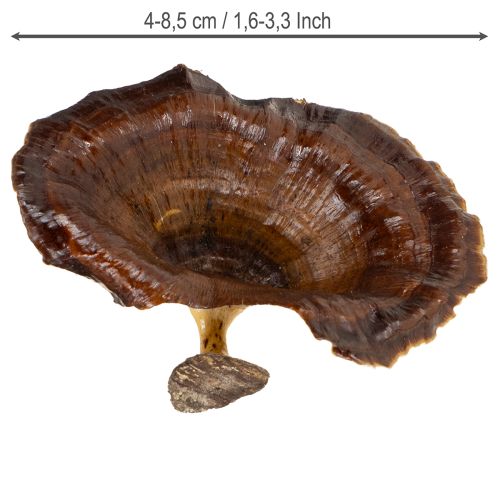 gjenstander Kalix Sopp Naturlakkert 100 stk