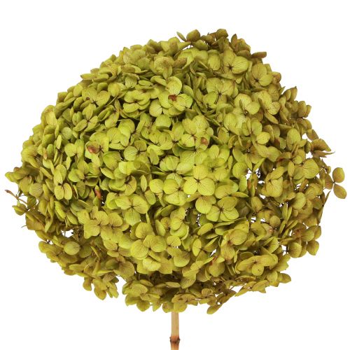 Floristik24 Bevart hortensia stor i grønn Ø20cm L50–60cm