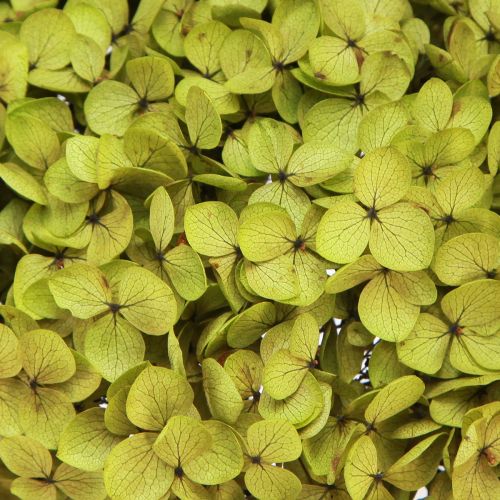 Floristik24 Bevart hortensia stor i grønn Ø20cm L50–60cm