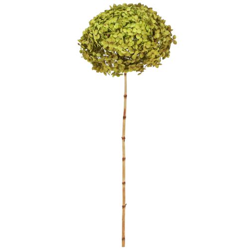 Floristik24 Bevart hortensia stor i grønn Ø20cm L50–60cm