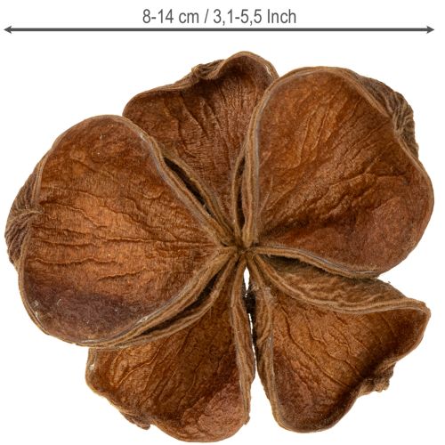 gjenstander Landlotus Natur 50 stk