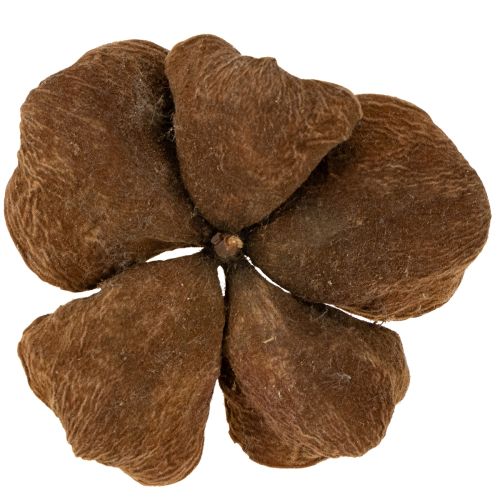 gjenstander Landlotus Natur 50 stk