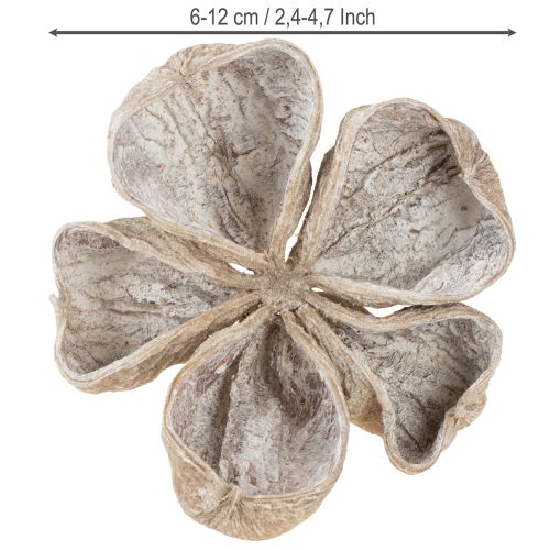 Landlotus Hvitvasket 6-12 cm 50 stk | Floristik24.no