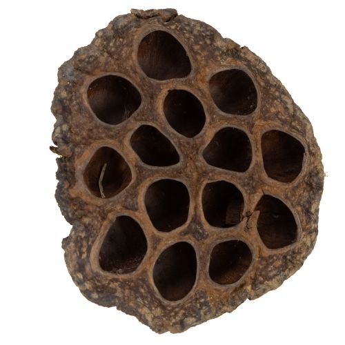 gjenstander Lotusløk stor 100 stk naturlig