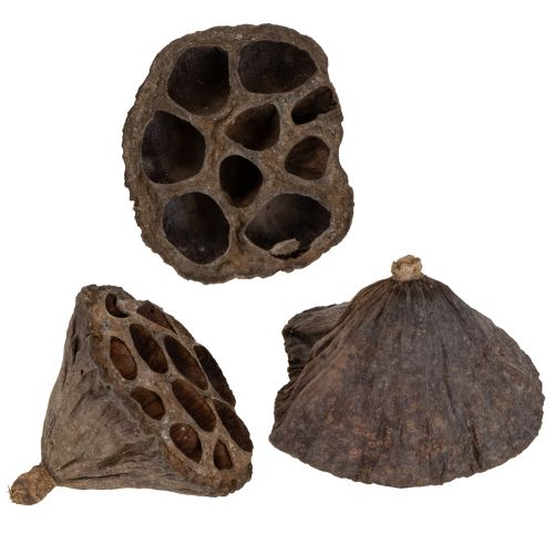 Floristik24 Lotusløk liten 100 stk. naturlig