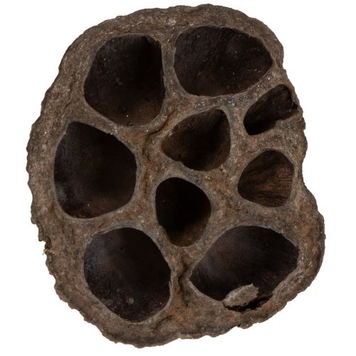 Floristik24 Lotusløk liten 100 stk. naturlig