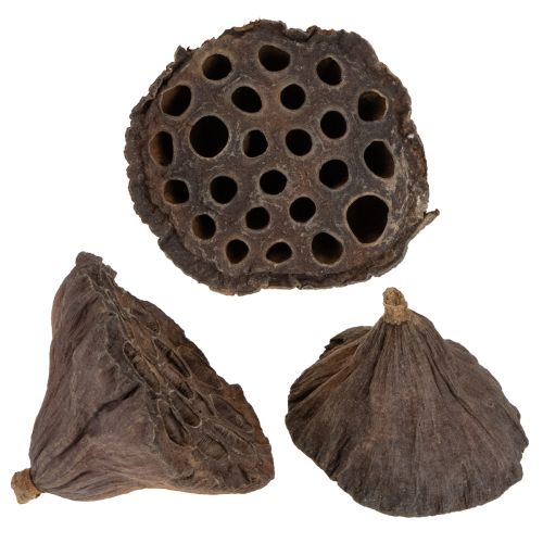 Floristik24 Lotus stempel medium 100 stk naturlig