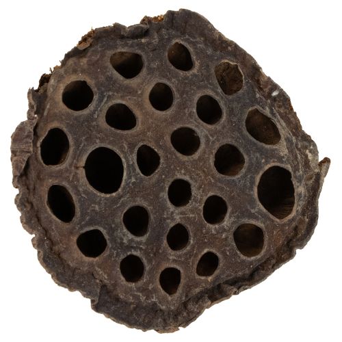 Floristik24 Lotus stempel medium 100 stk naturlig