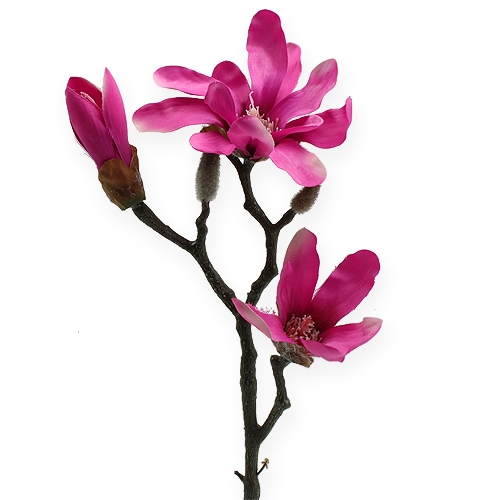 Floristik24 Magnolia gren 45cm 3stk