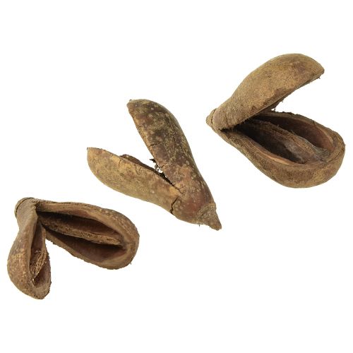 Floristik24 Mike Fruit Natural Materials Bagon Fruit Natural 8cm 50 stk
