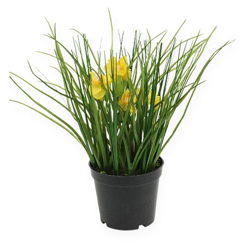 Floristik24 Påskeliljer med gress i en pott 25cm