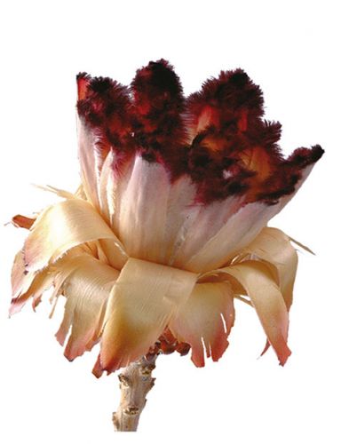 Floristik24 Nerifolia Bud 250 stk