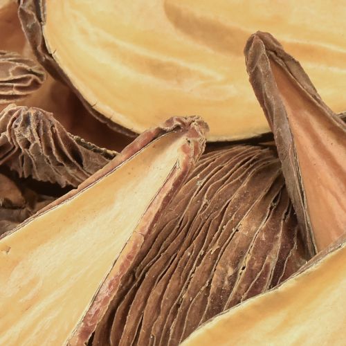 gjenstander Frukt- og frøkapselbelger Pradeep Pods 9-12 cm naturell 50 stk.