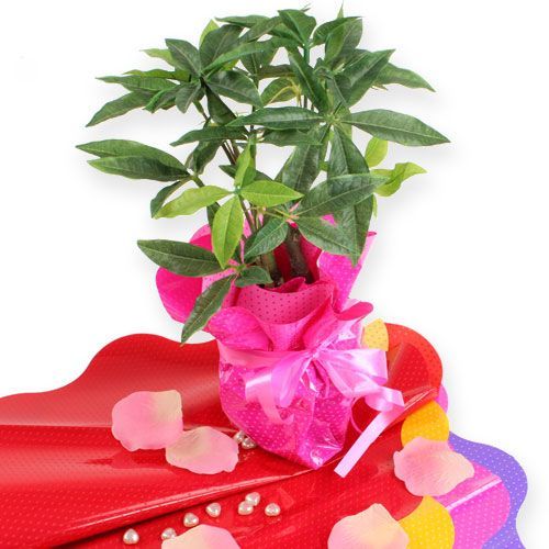 Floristik24 Rondella mansjetter Ø40cm rød 50stk