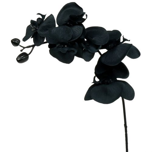 Orkidé til å dekorere Svart 54cm
