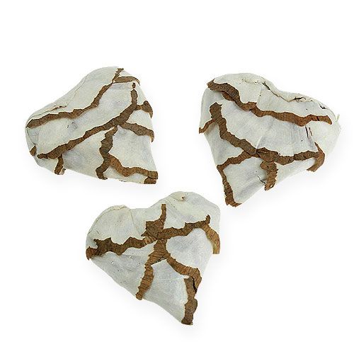 Floristik24 Sola Kålhjerte 6cm flat 12 stk.