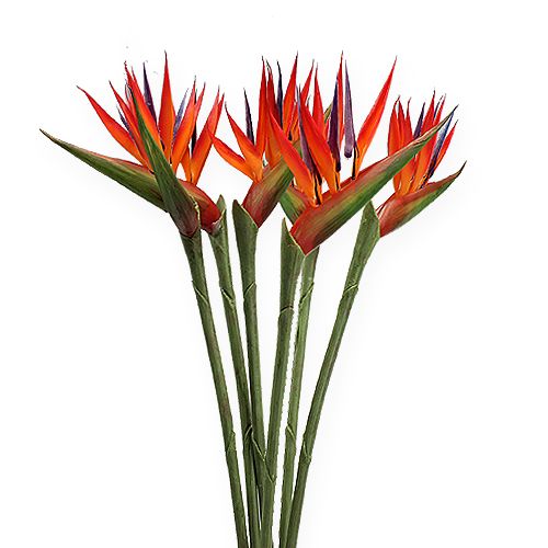 Floristik24 Strelitzia 65cm (6stk.)