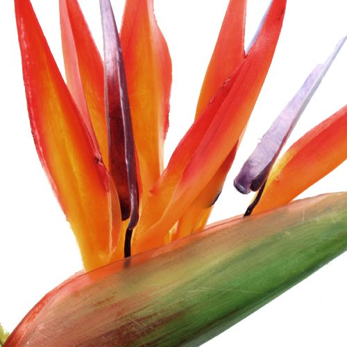 Floristik24 Strelitzia 65cm (6stk.)