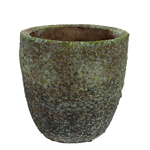 Floristik24 Planter med mose Ø16cm H16cm 1p