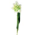 Floristik24 Kunstig blomster papegøye tulipan kunsttulipan grønn hvit 69cm