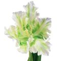 Floristik24 Kunstig blomster papegøye tulipan kunsttulipan grønn hvit 69cm