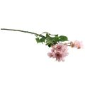 Floristik24 Kunstige Blomster Kunstige Asters Silkeblomster Rosa 80cm