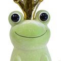 Floristik24 Dekorativ frosk, froskeprins, vårdekorasjon, frosk med gullkrone lysegrønn 40,5cm