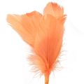 Floristik24 Dekorfjær oransje fuglefjær på pinne 36cm 12stk