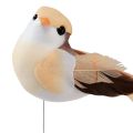 Floristik24 Fjærfugl på ståltråd, dekorativ fugl med fjær oransjebrun 4cm 12stk
