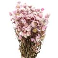 Floristik24 Halmblomster tørkede blomster hvit rosa 20-35cm bunt 40g
